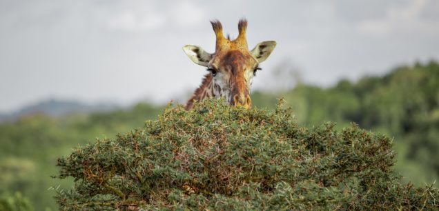 Tanzania