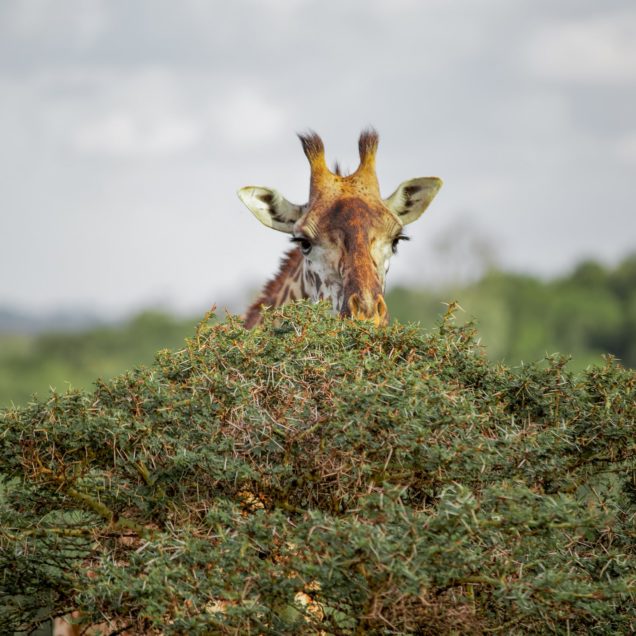 Tanzania