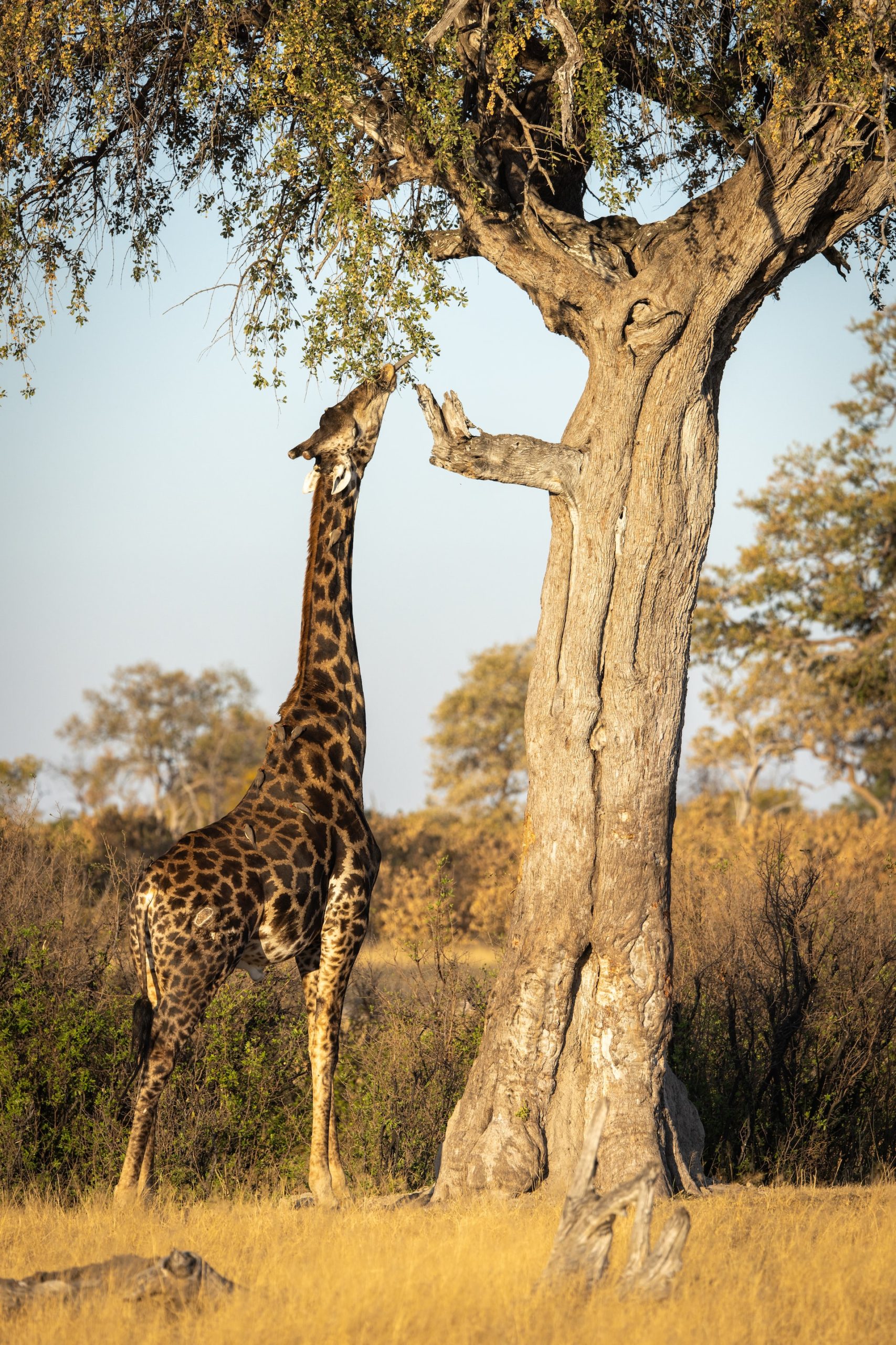 Hwange National Park, Zimbabwe