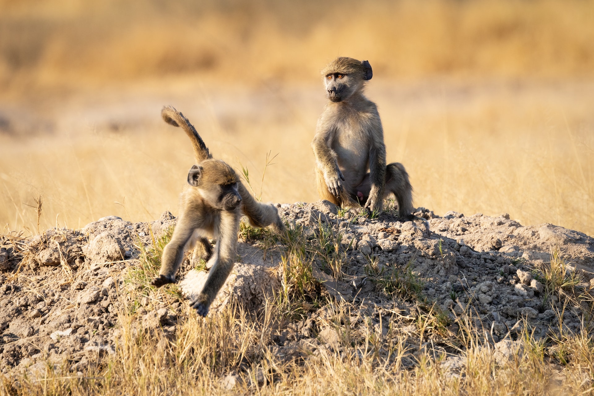 Hwange National Park, Zimbabwe2