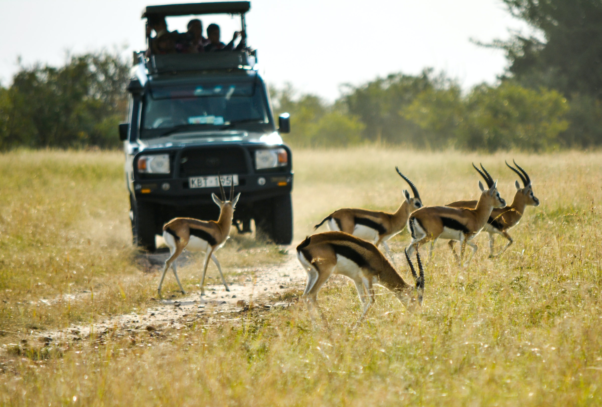 Maasai Mara, Kenya