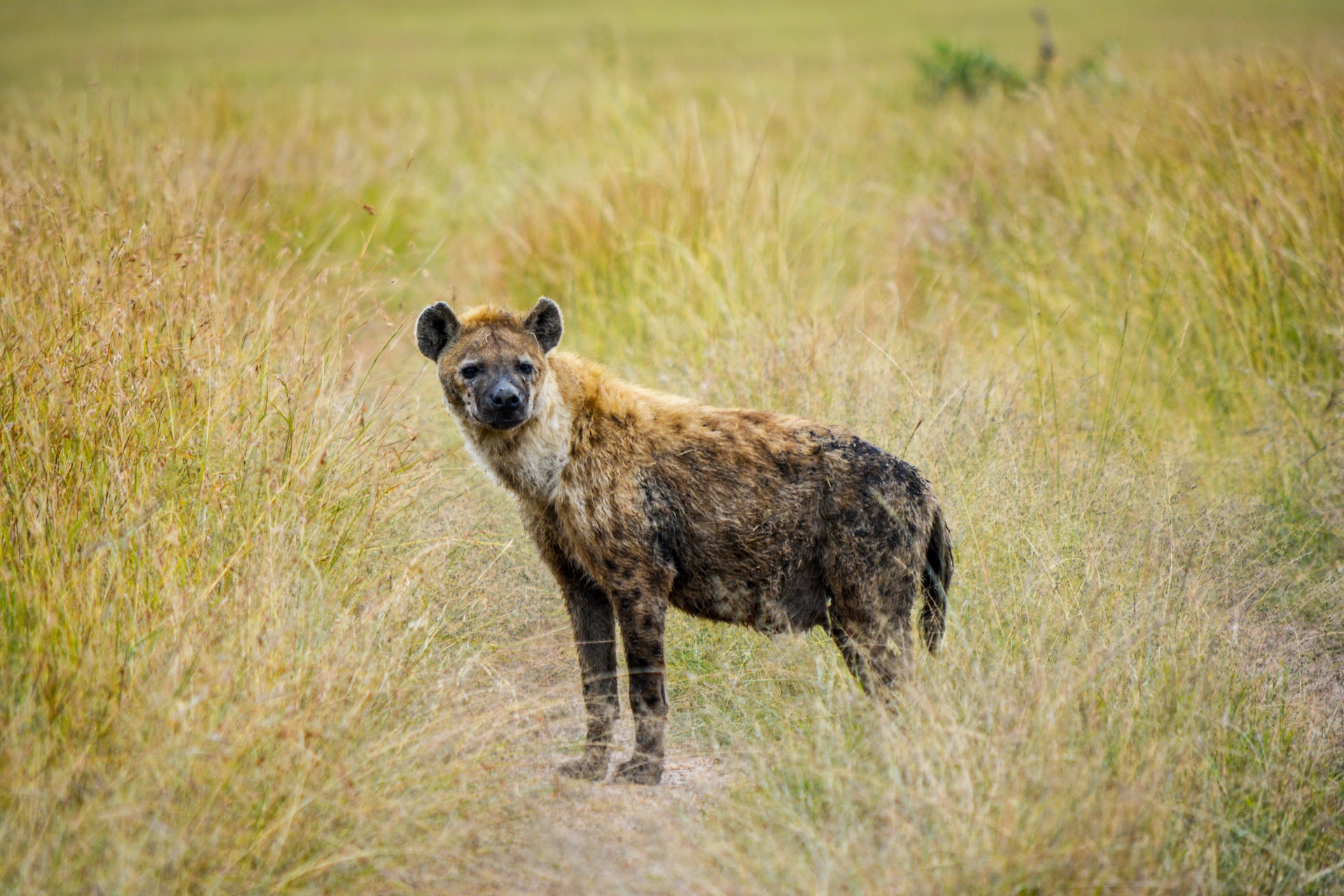 Maasai Mara, Kenya2