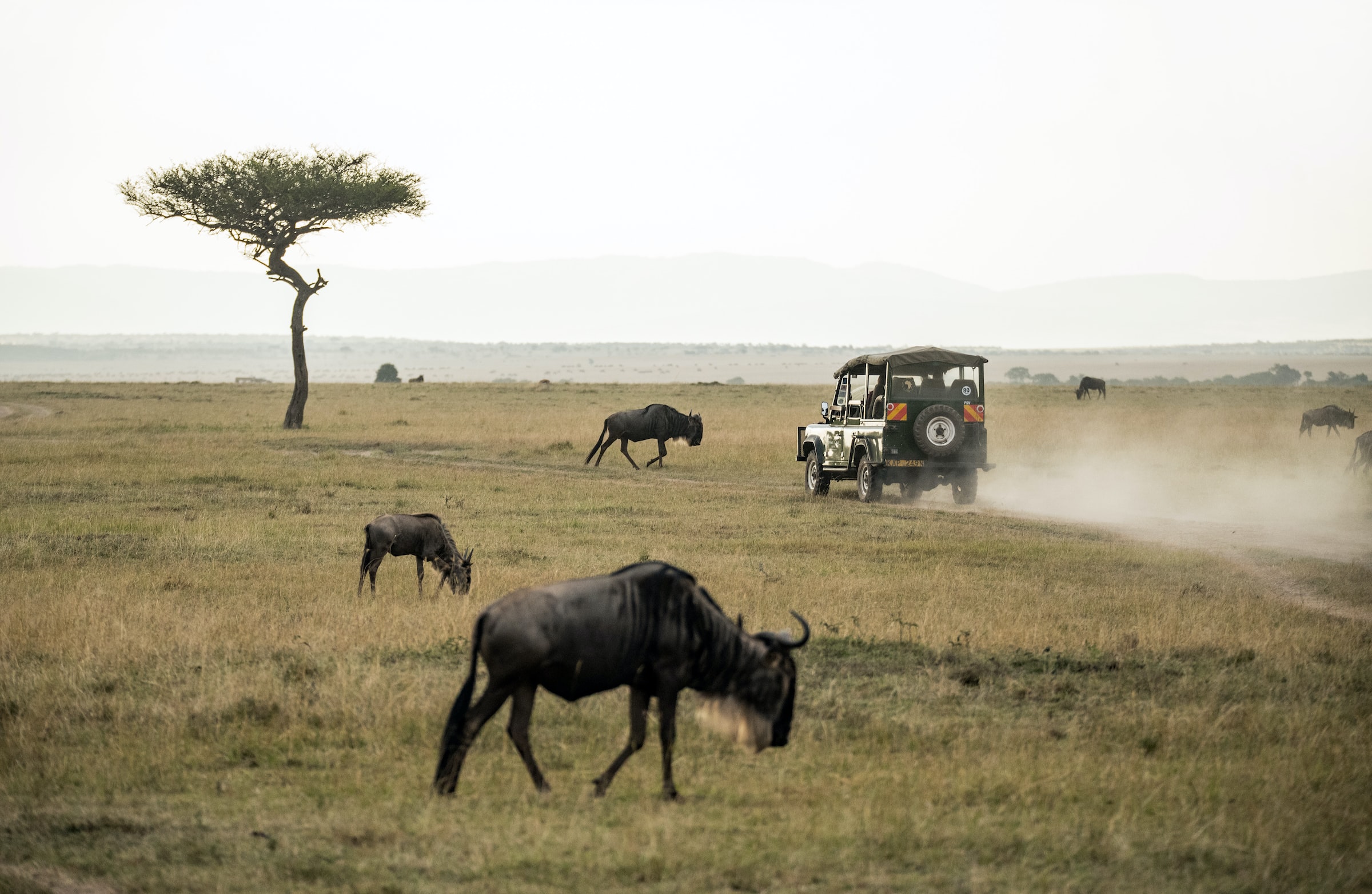 Masai Mara National Reserve, Kenya 2