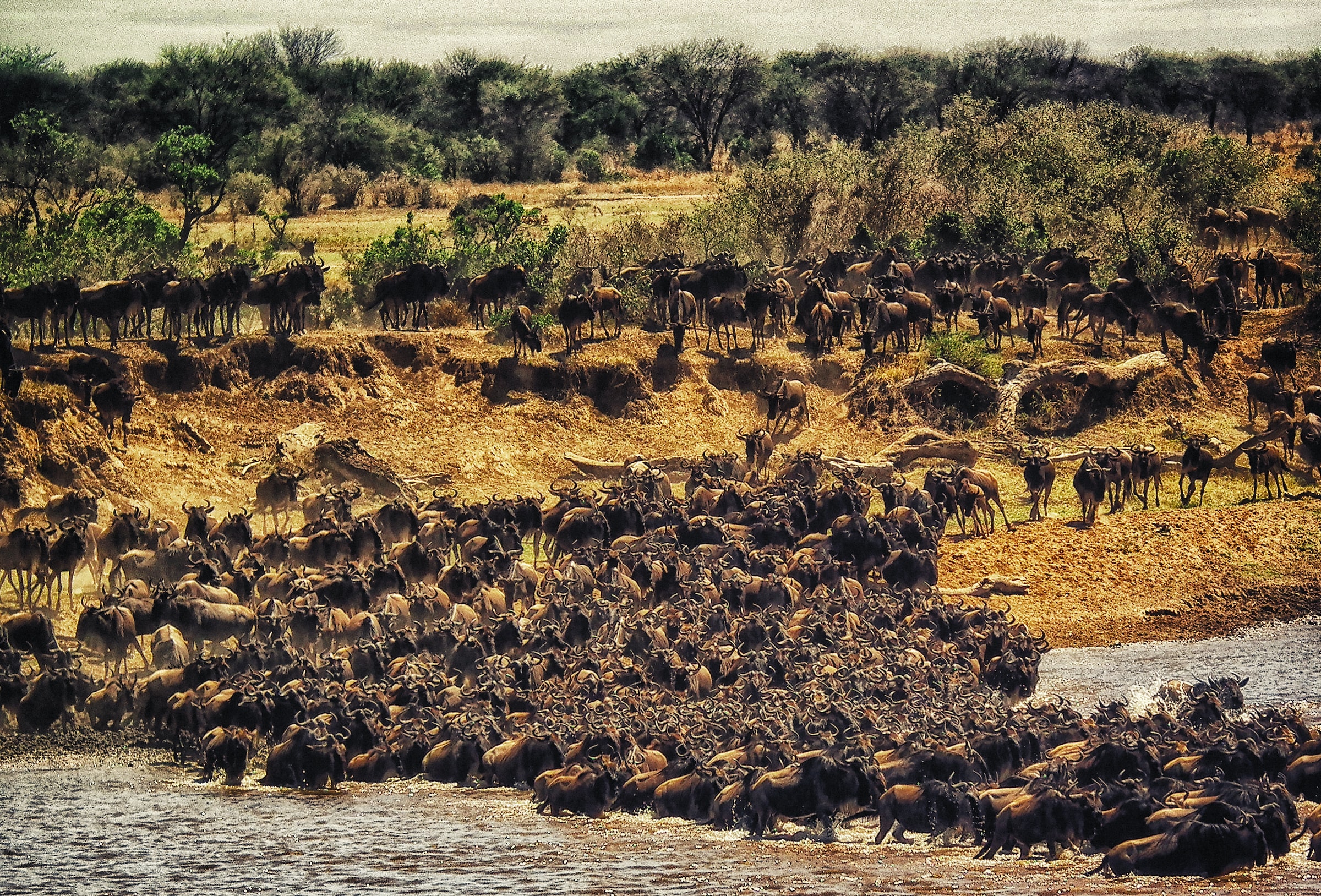 Masai Mara National Reserve, Kenya 4