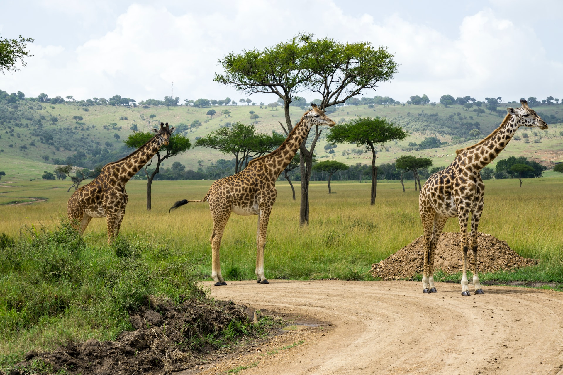 Masai Mara National Reserve, Kenya6