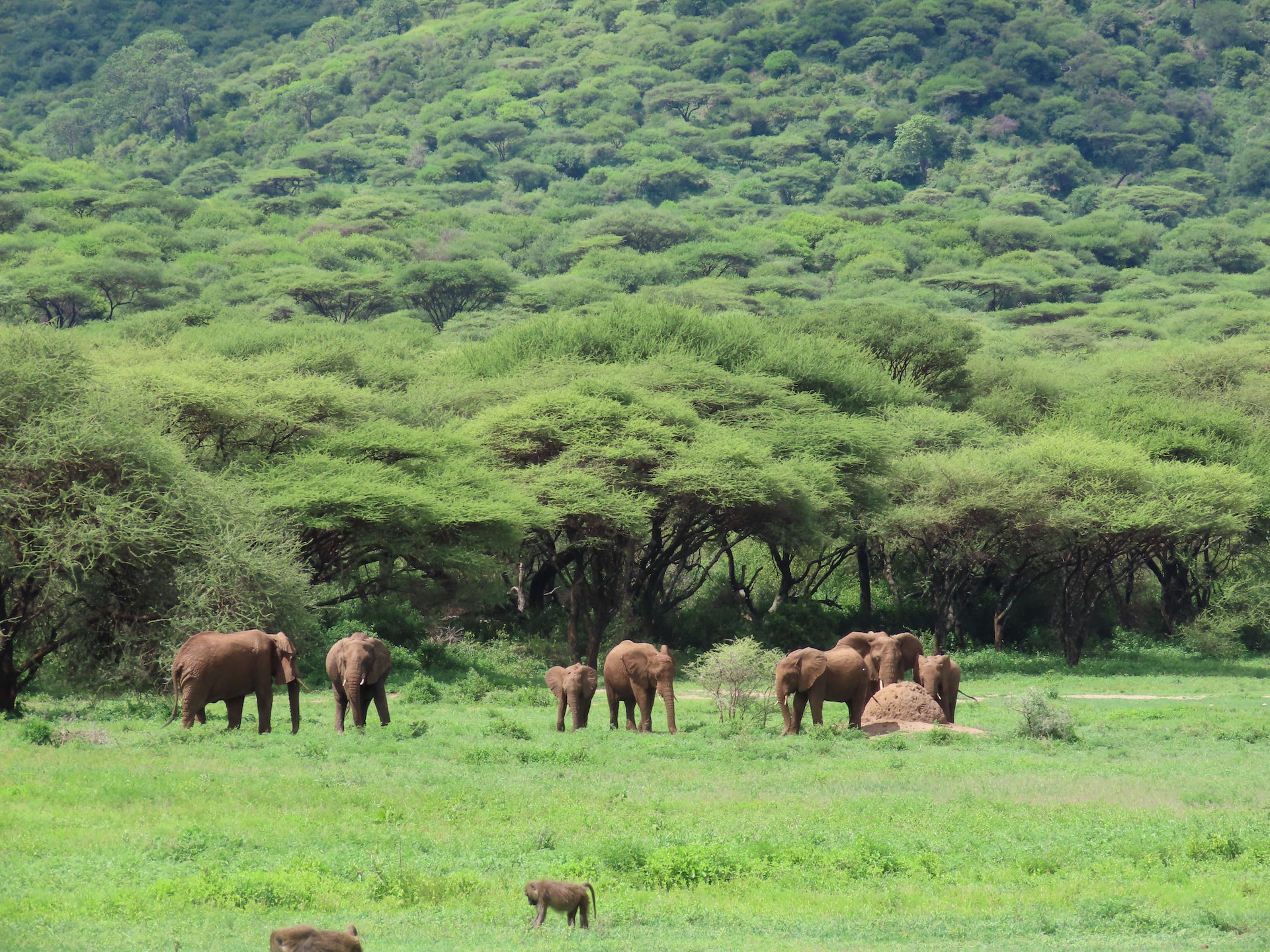 Ngorongoro, Tanzania3