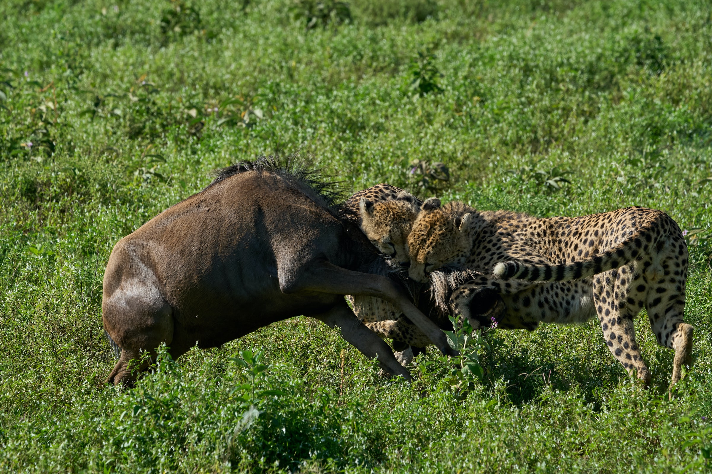 Ngorongoro2