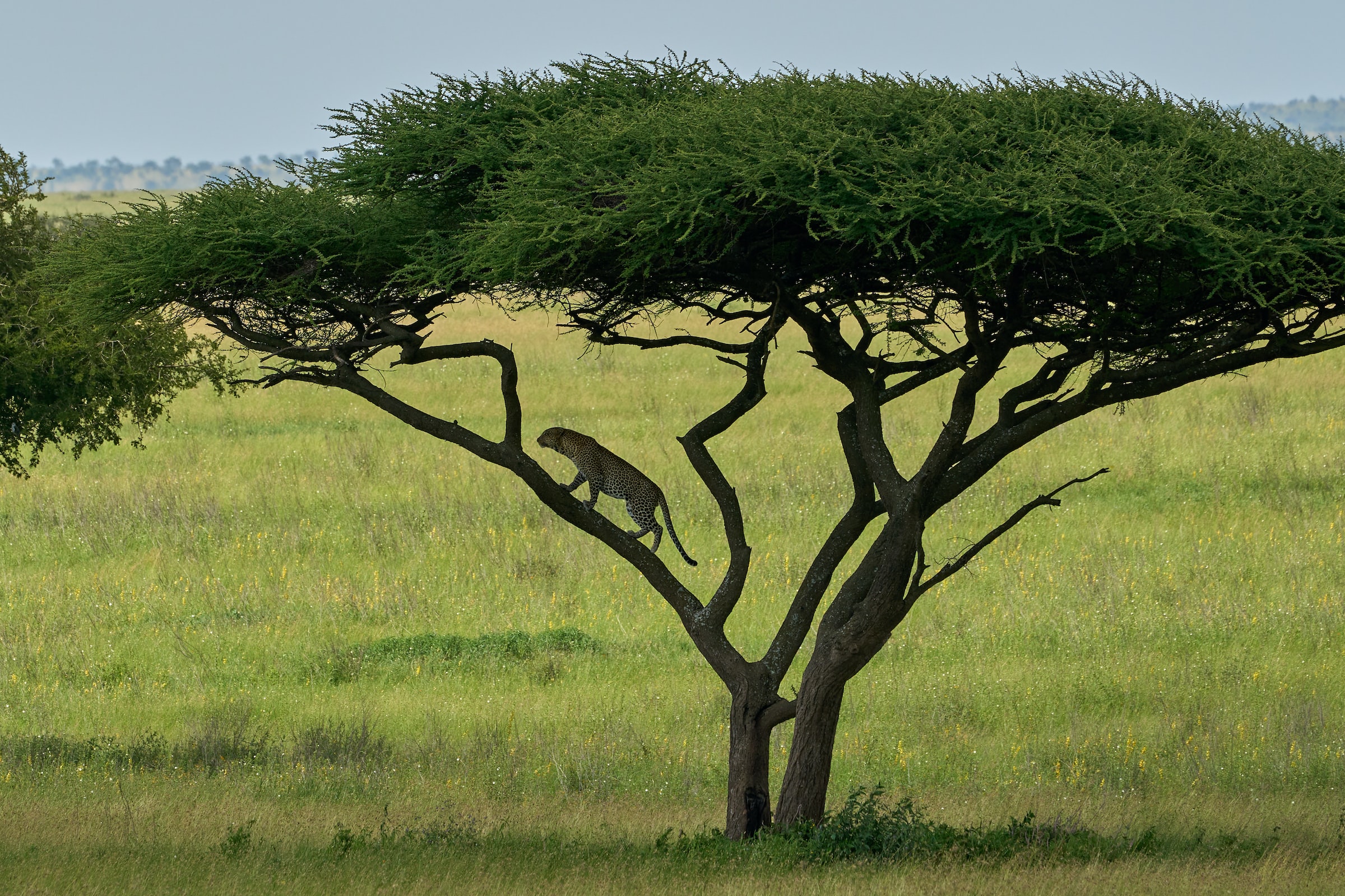 Serengeti, Tanzania3