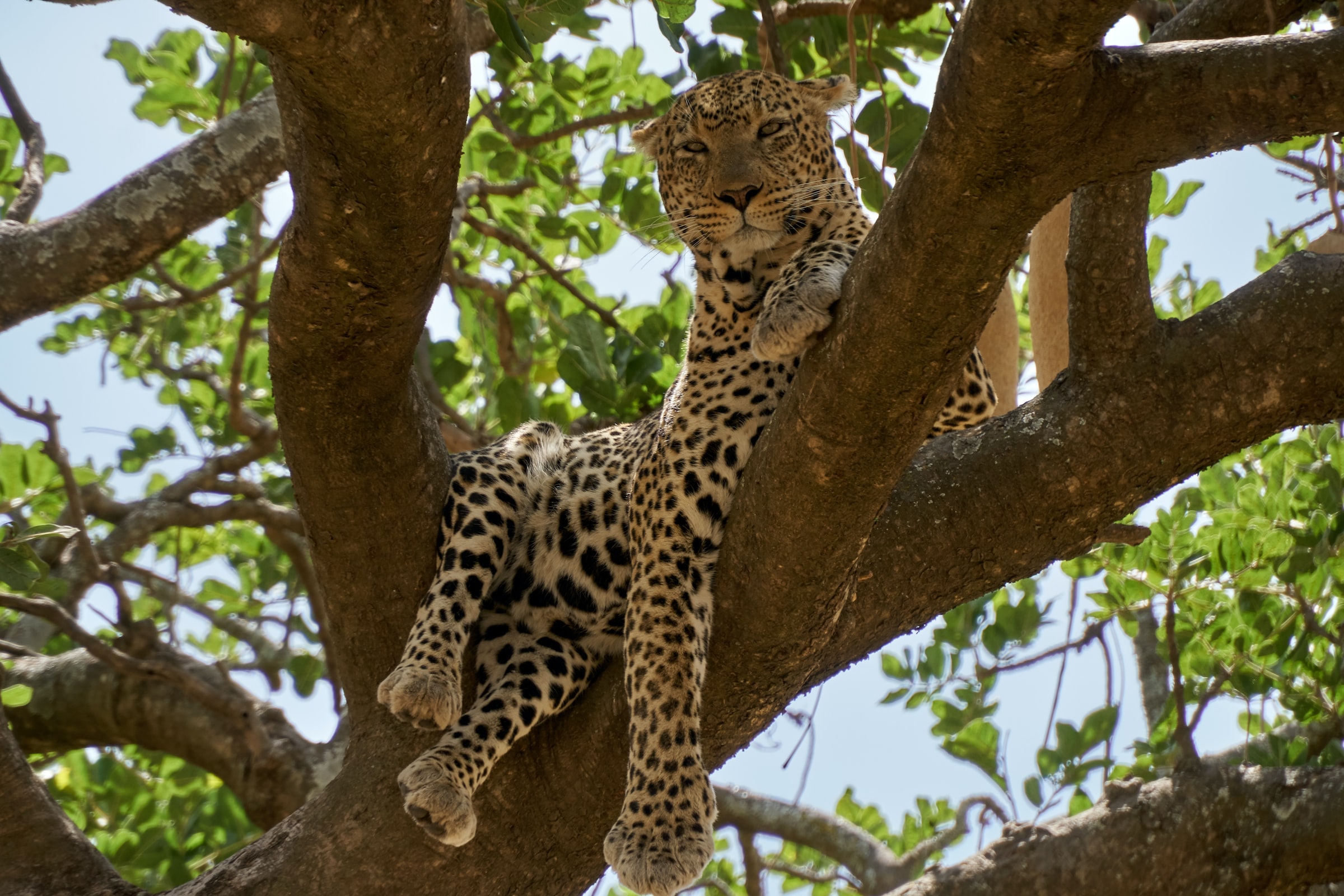 Serengeti, Tanzania4