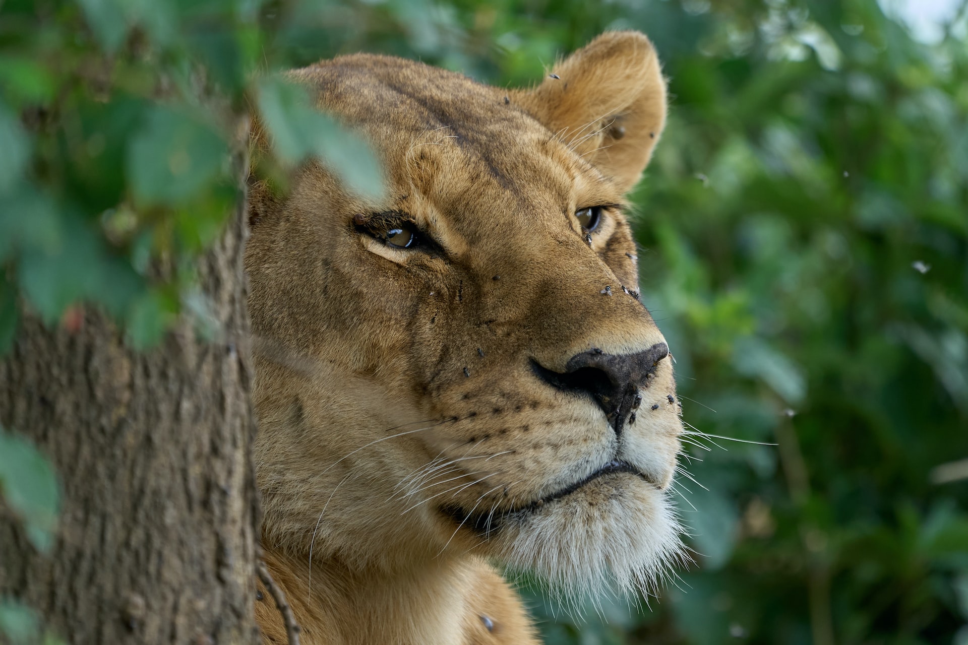 Serengeti, Tanzania5