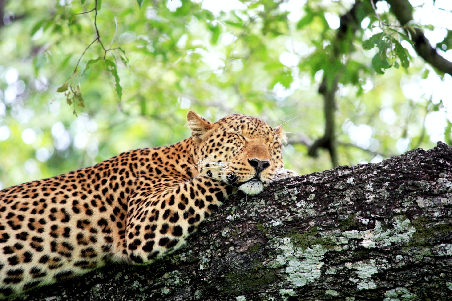 South Luangwa National Park, Zambia