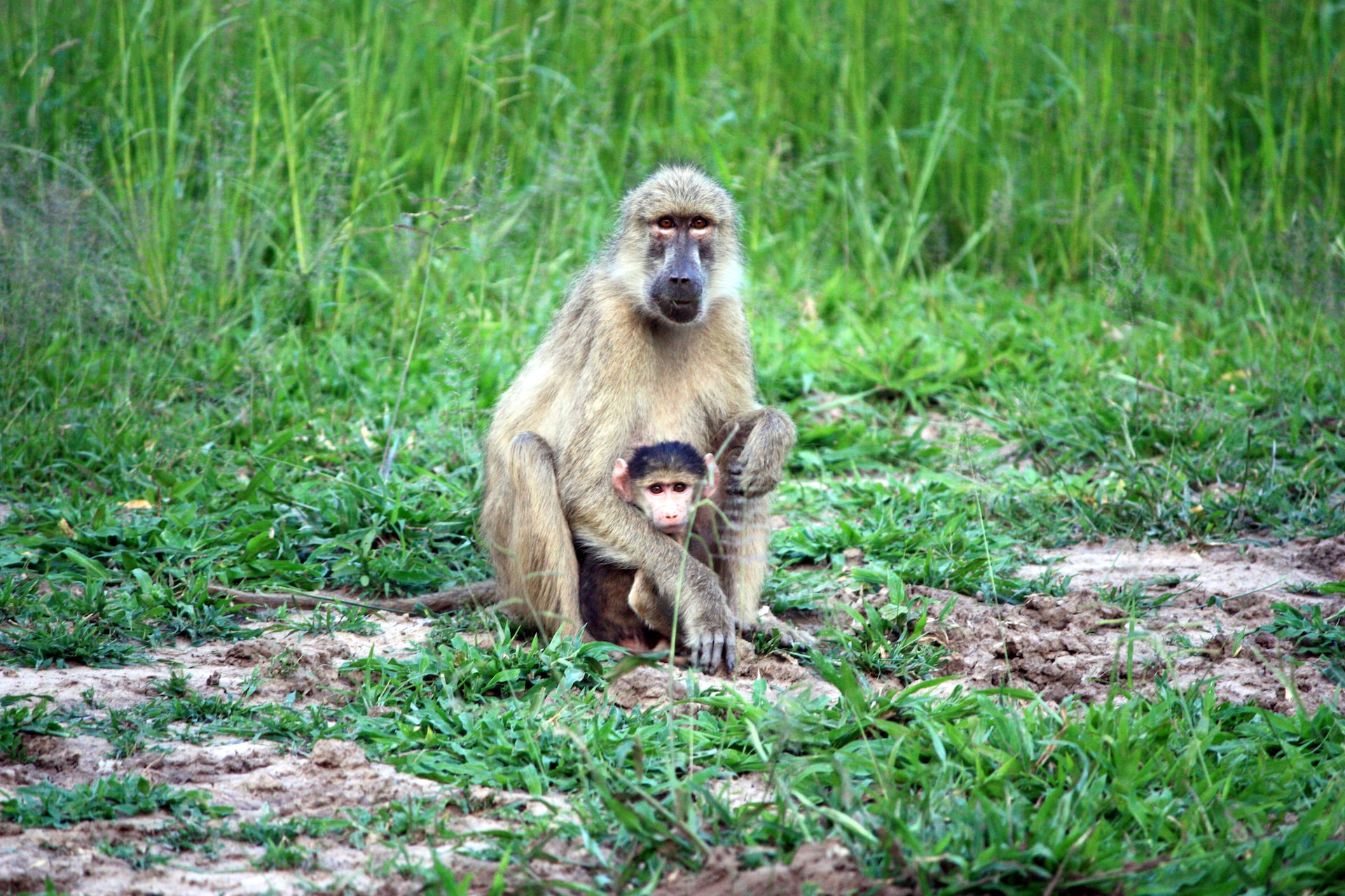 South Luangwa National Park, Zambia3