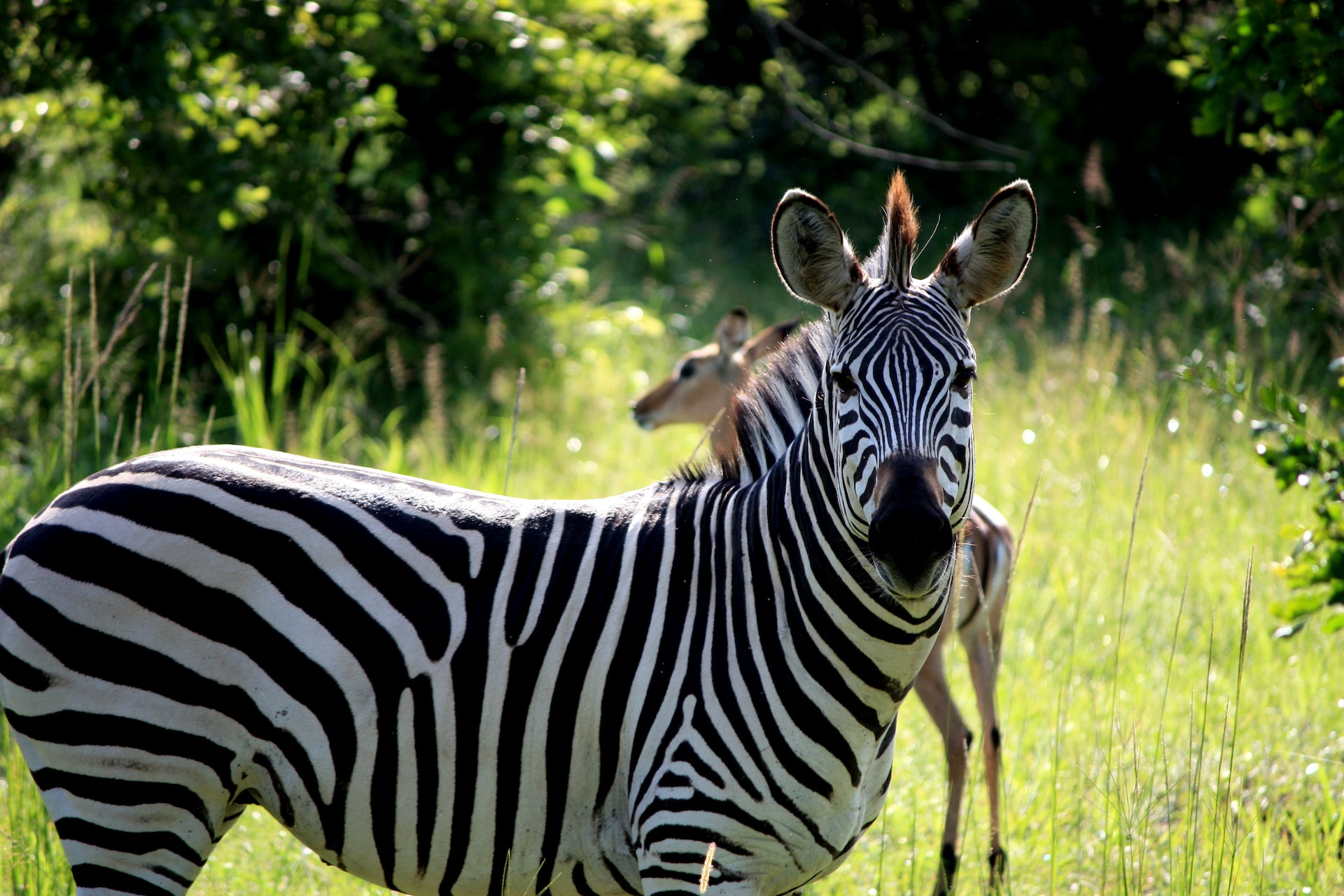 South Luangwa National Park, Zambia4