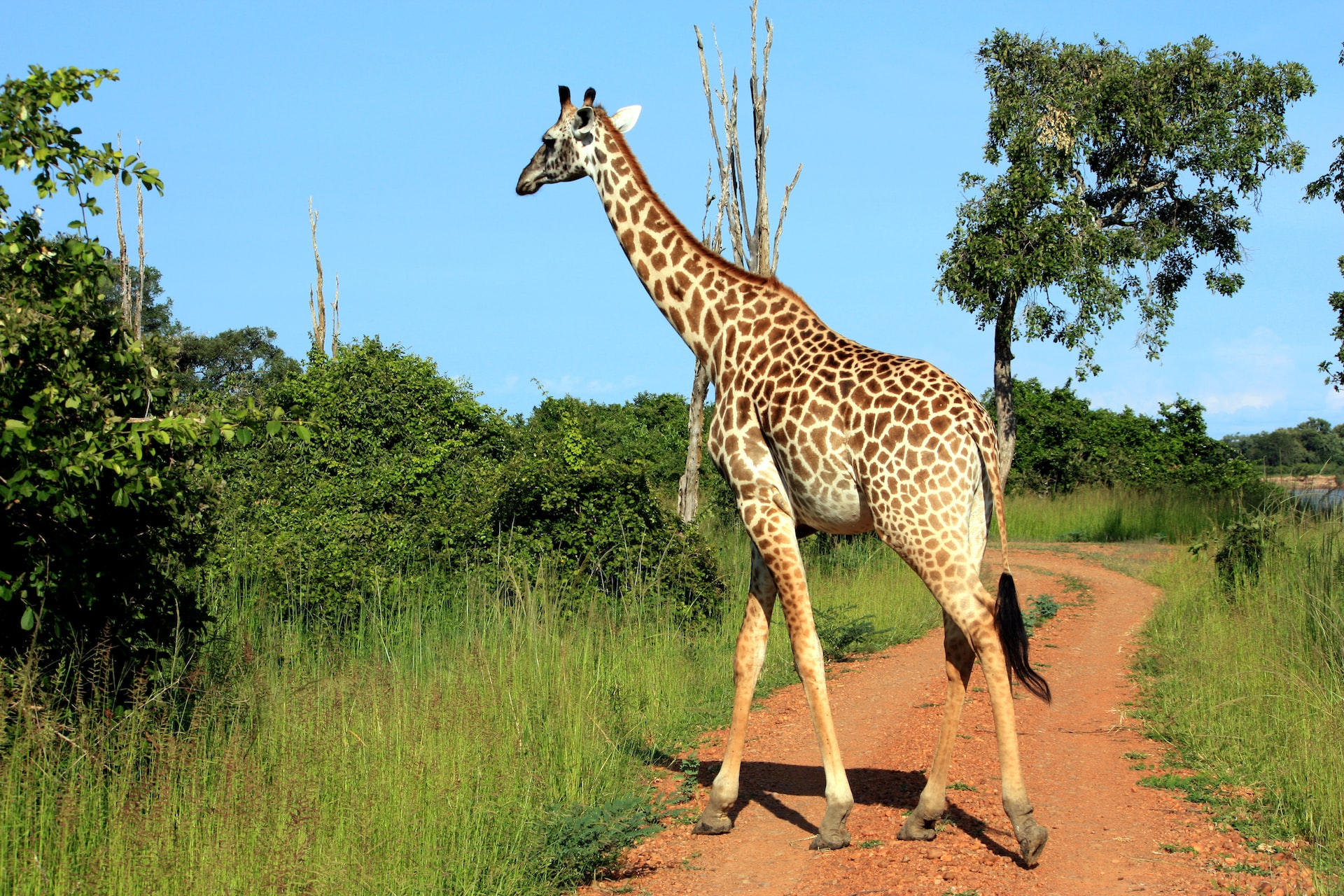 South Luangwa National Park, Zambia5