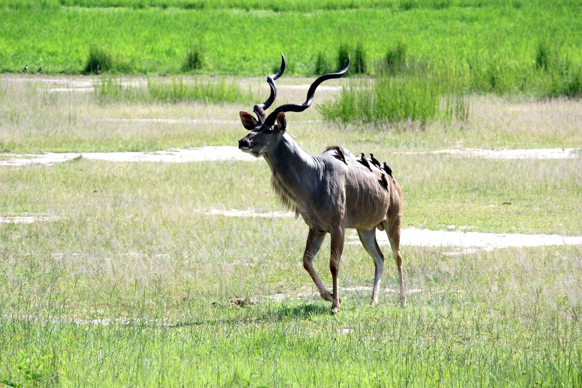 South Luangwa National Park, Zambia6