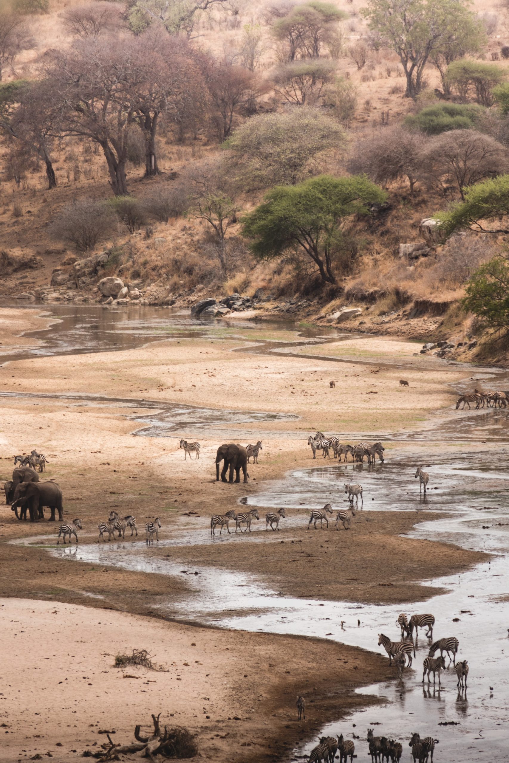 Tarangire Nat. Park