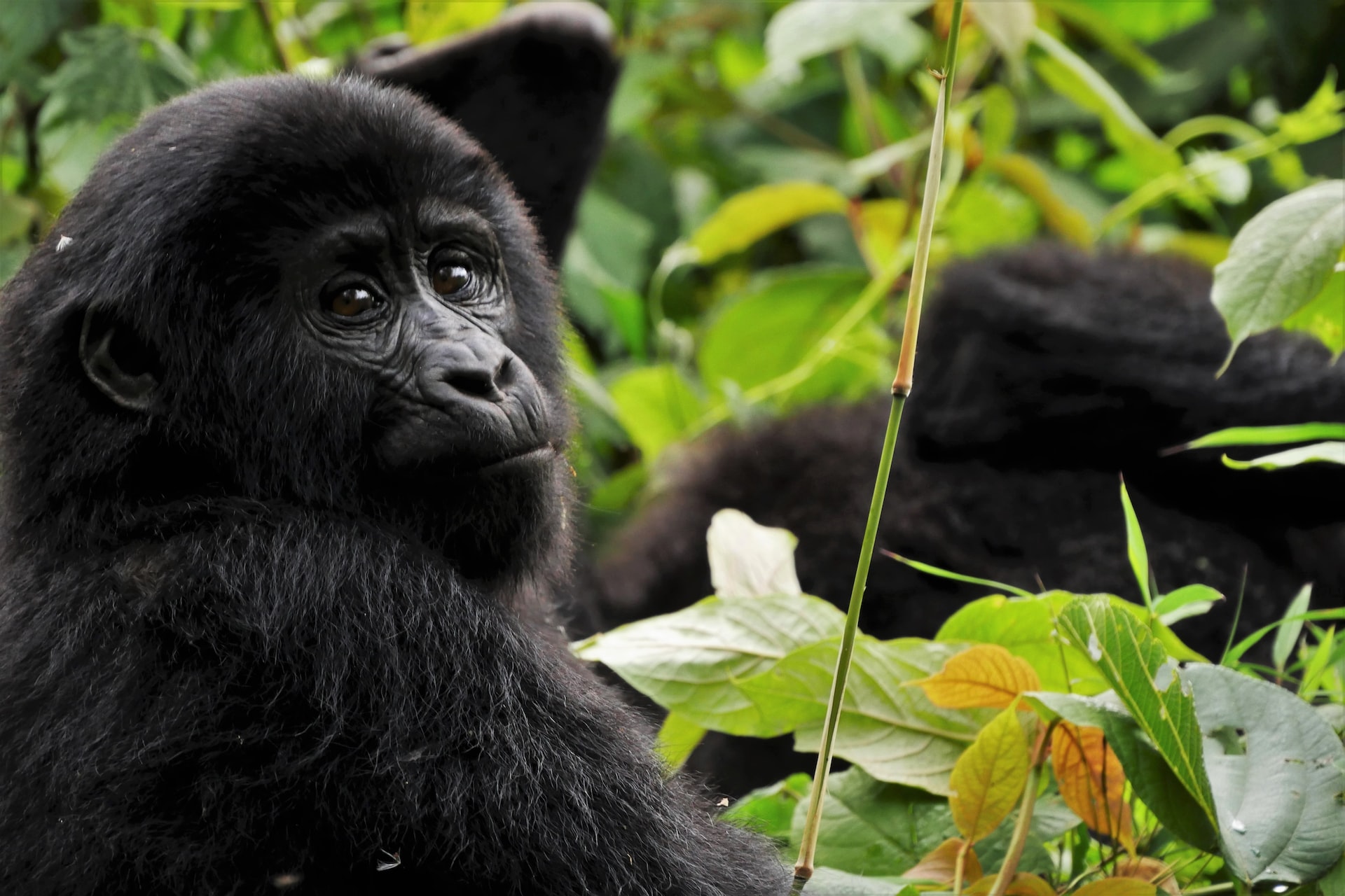 Bwindi Impenetrable National Park, Uganda