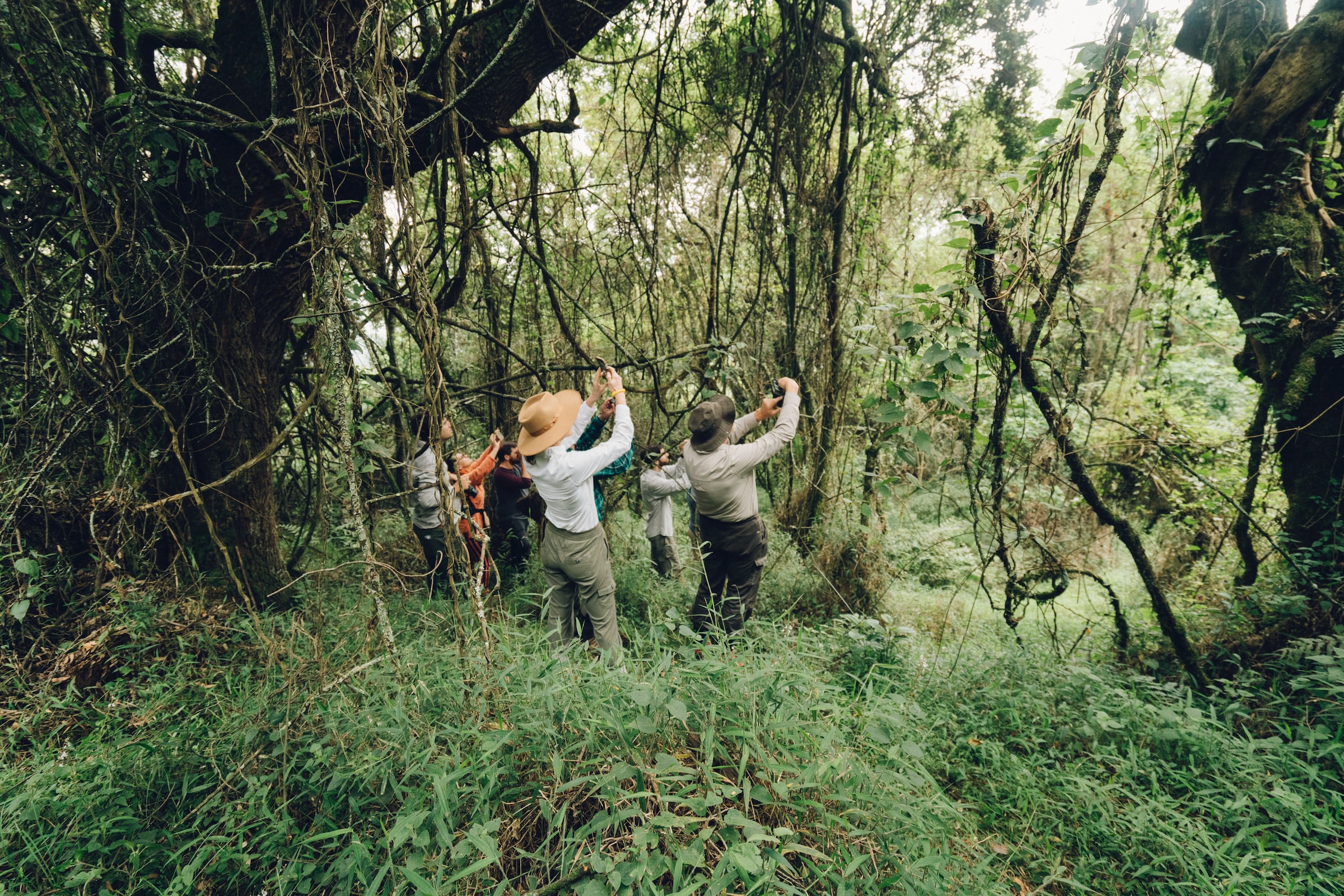 Bwindi Impenetrable National Park, Uganda2