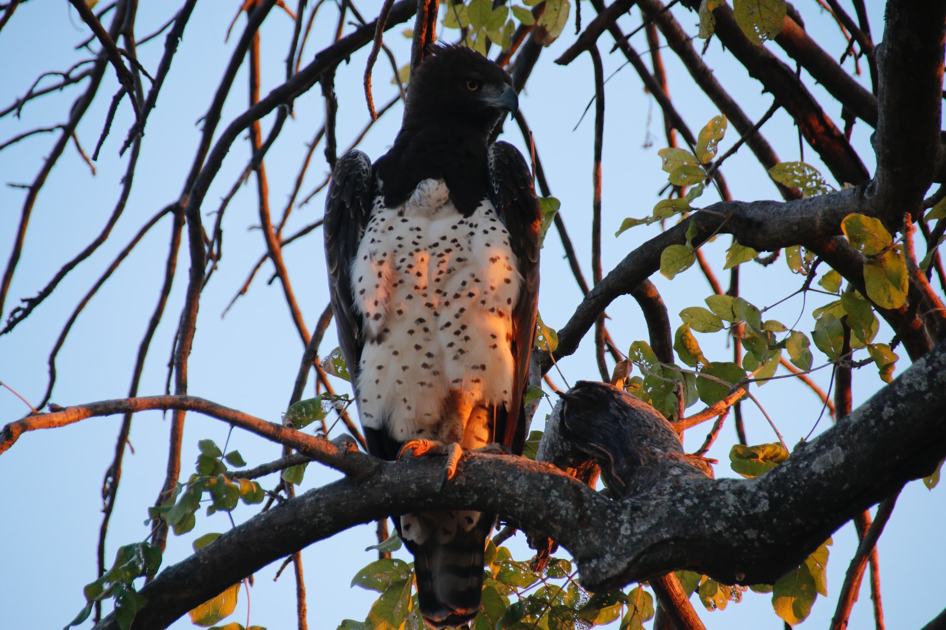 Chobe Botswana