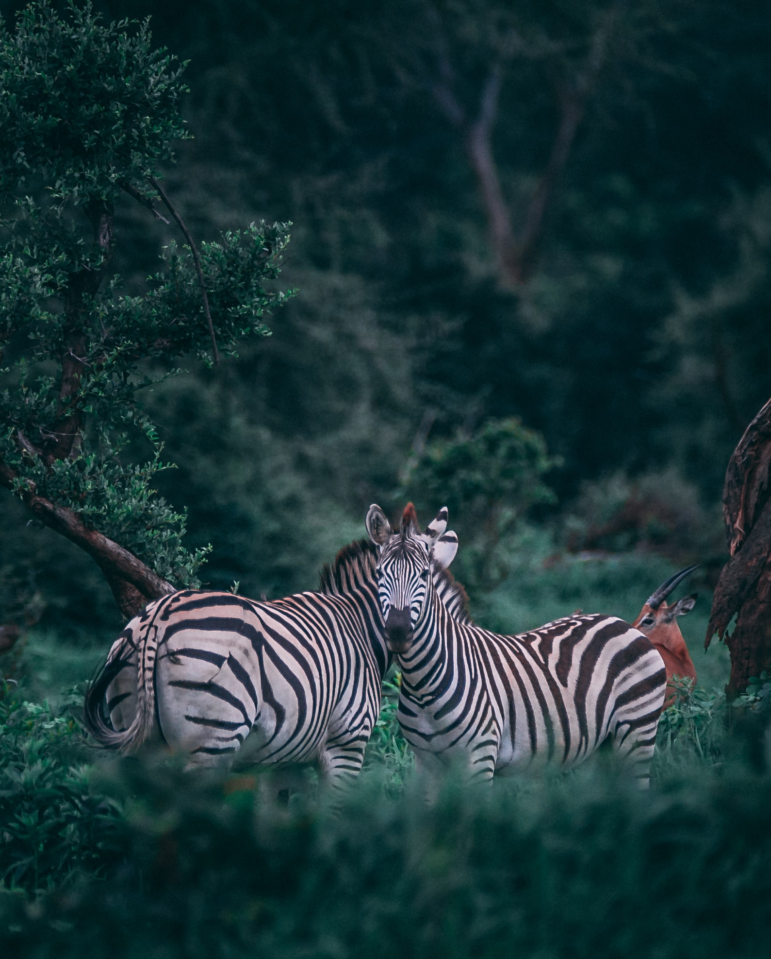 Chobe National Park, Botswana