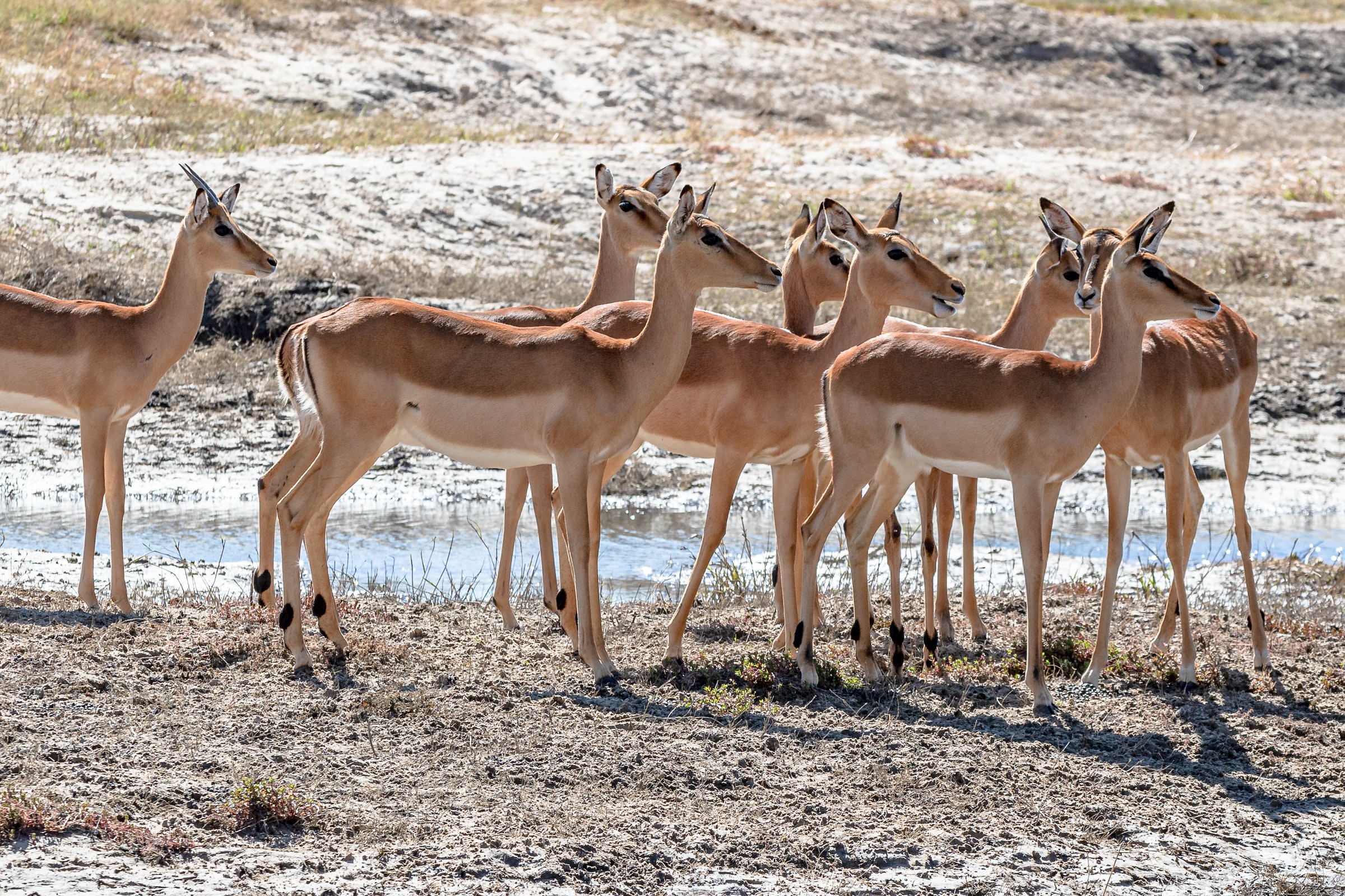 Chobe River Botswana