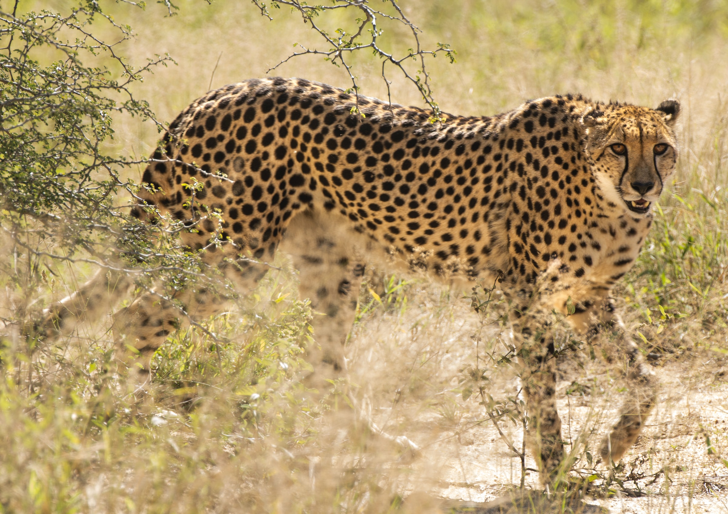 Kruger National Park