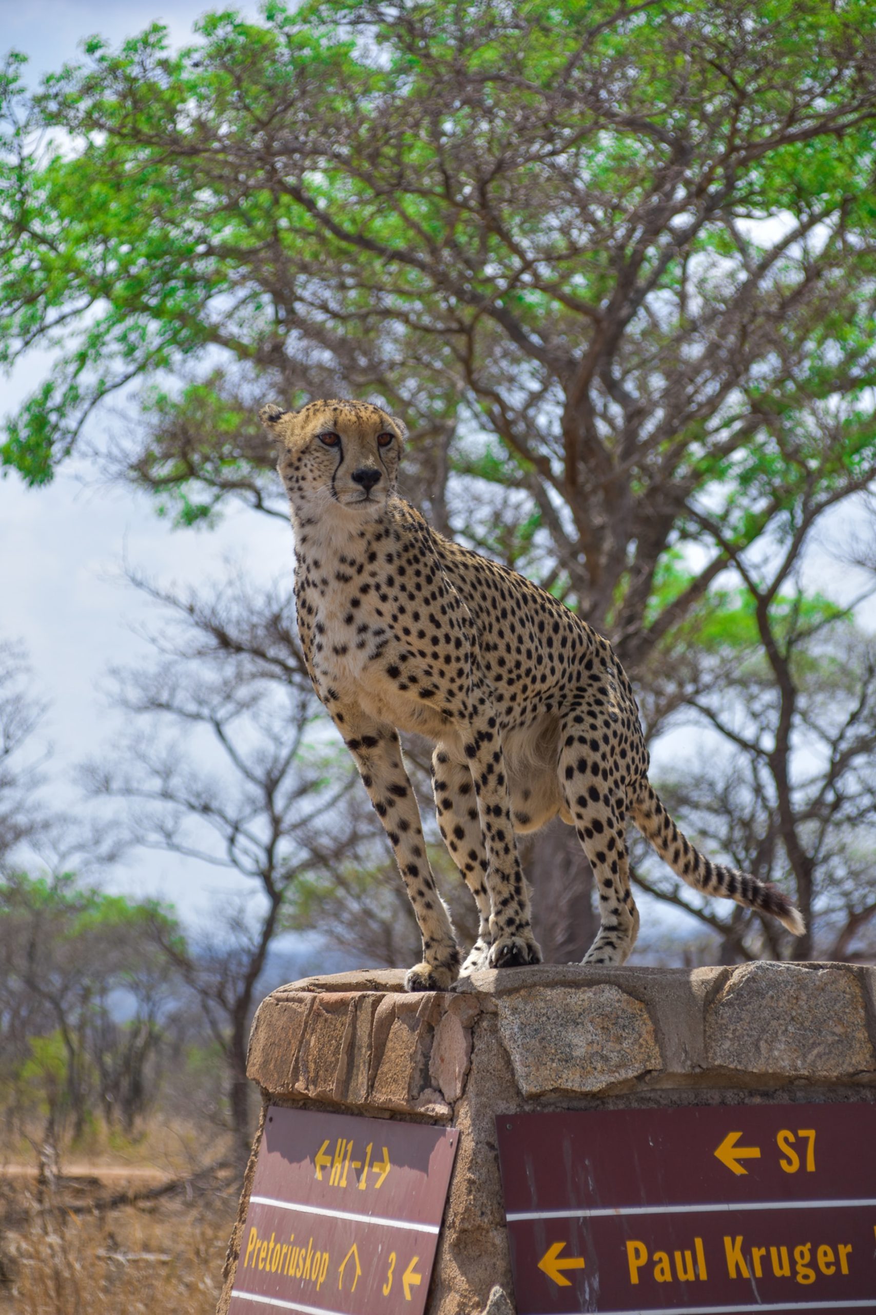 Kruger National Park 2