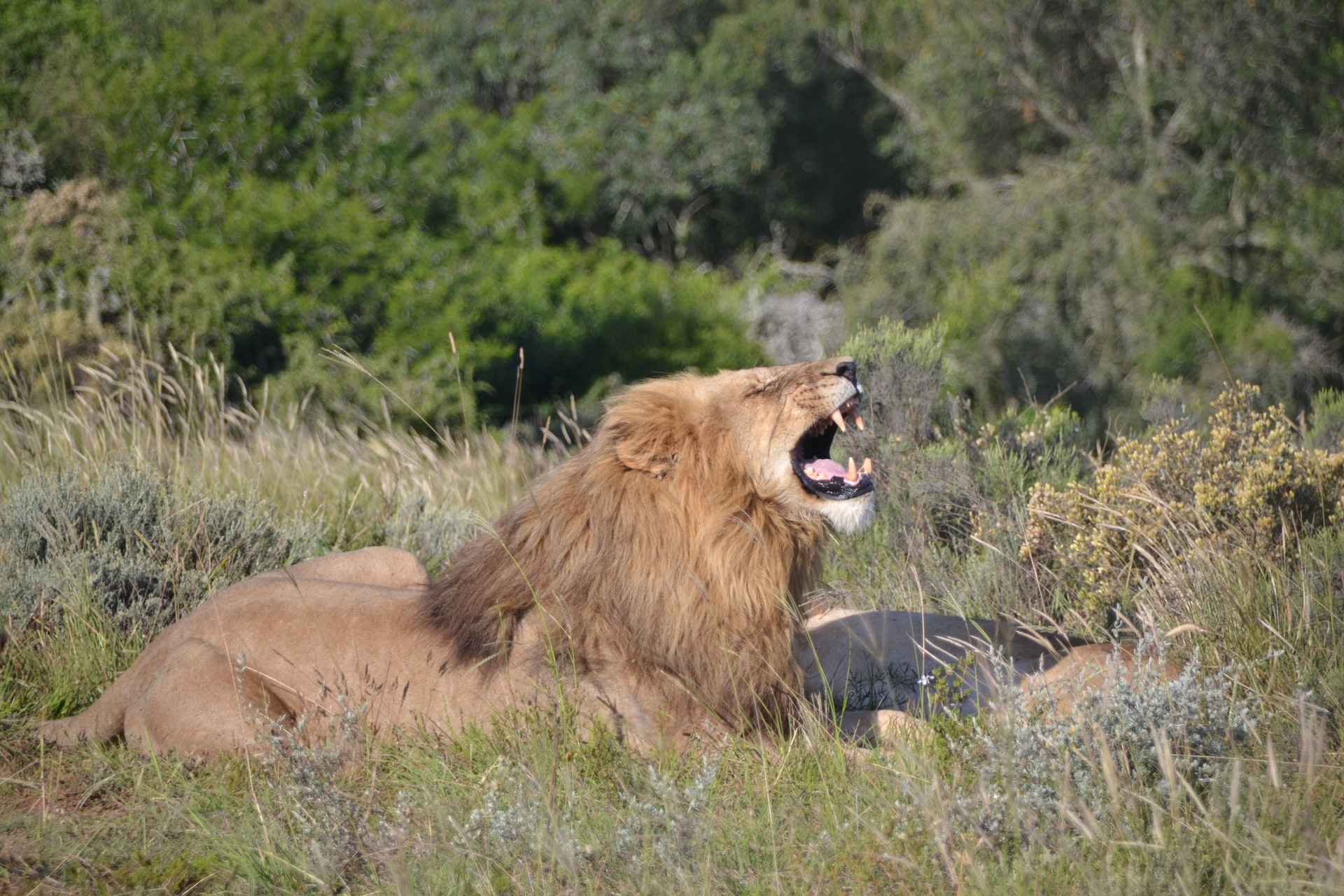 Kruger National Park 4