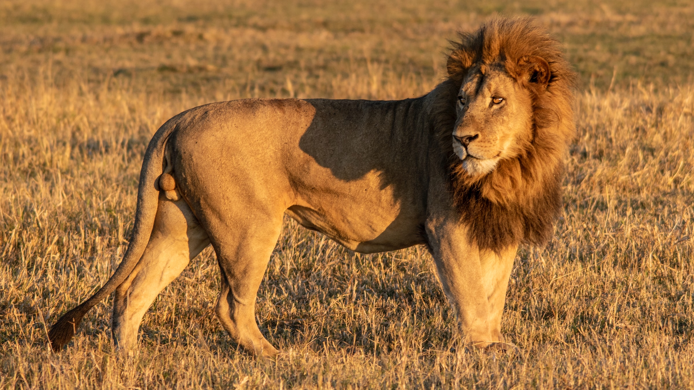 Moremi Game Reserve, Masarwa, Botswana