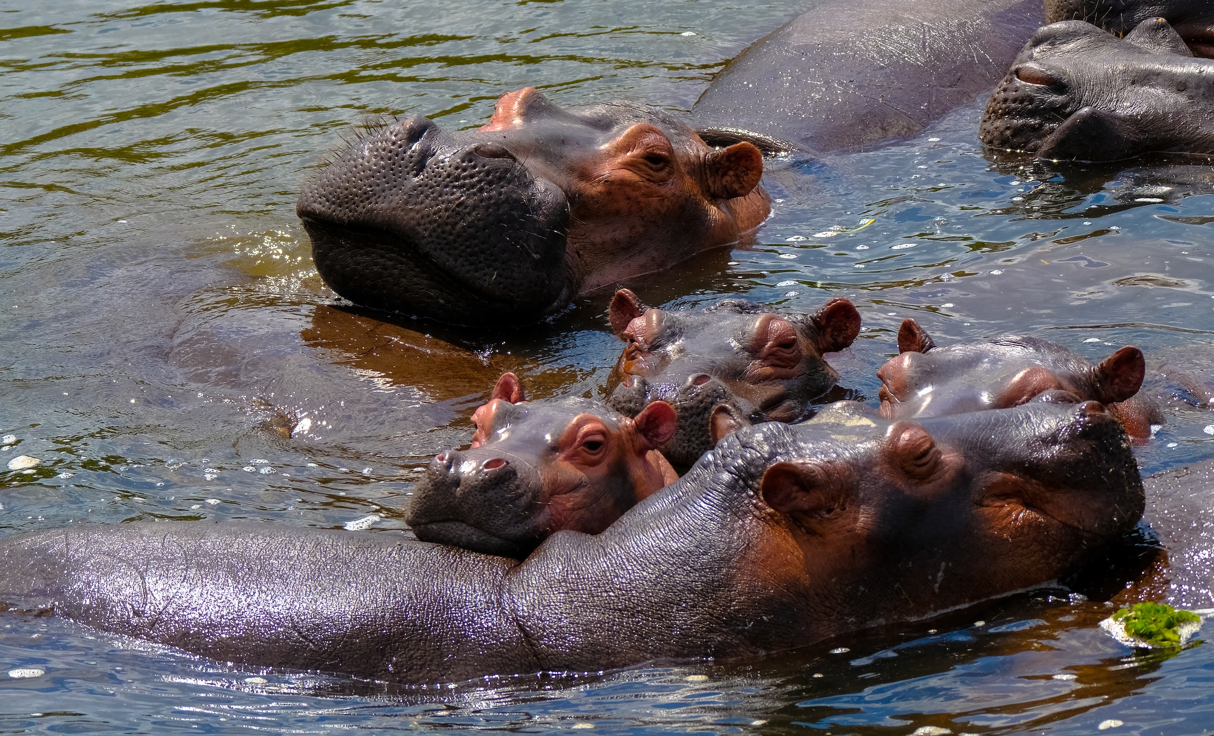 Murchison Falls Uganda, Uganda