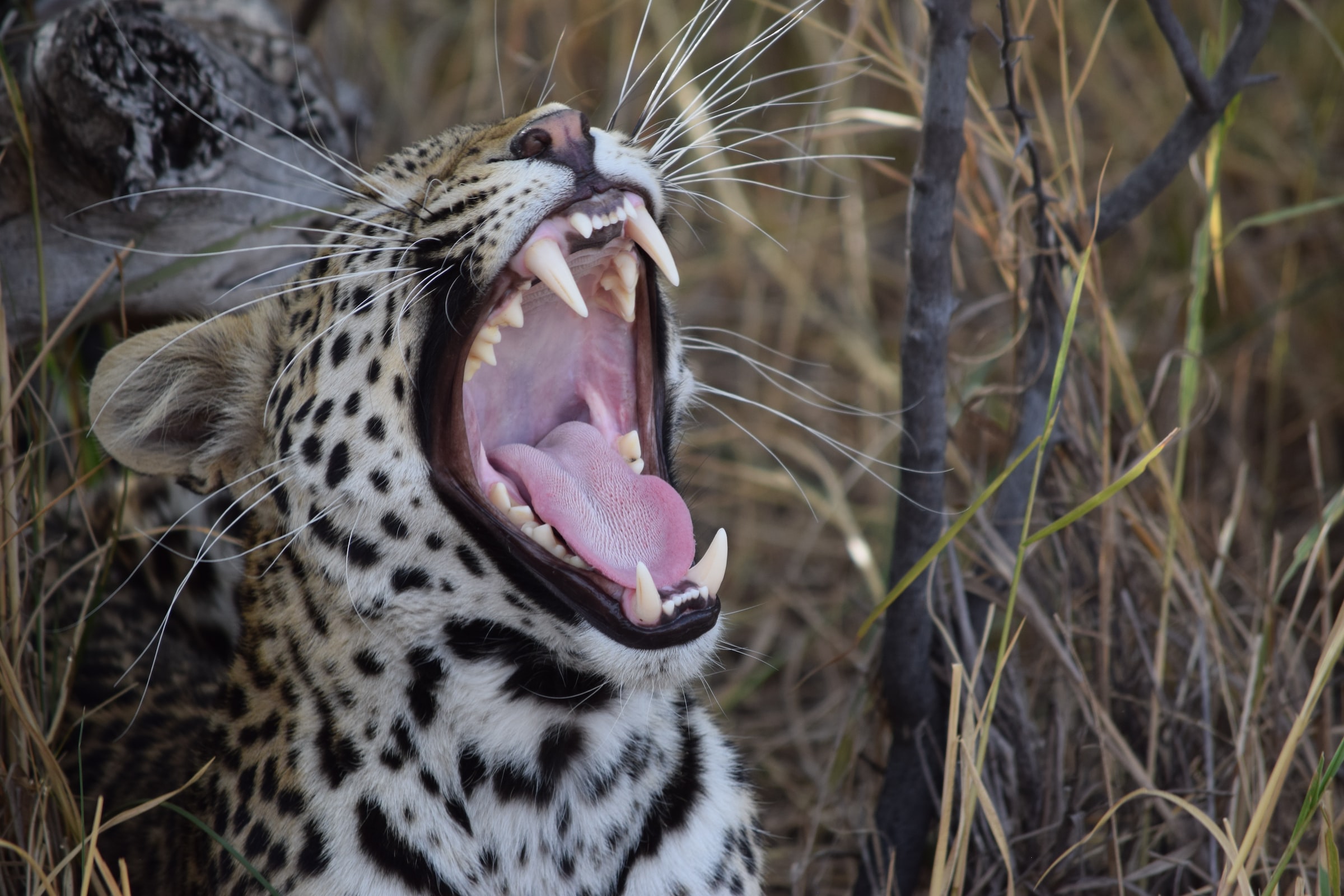 Okavango Delta, Botswana2