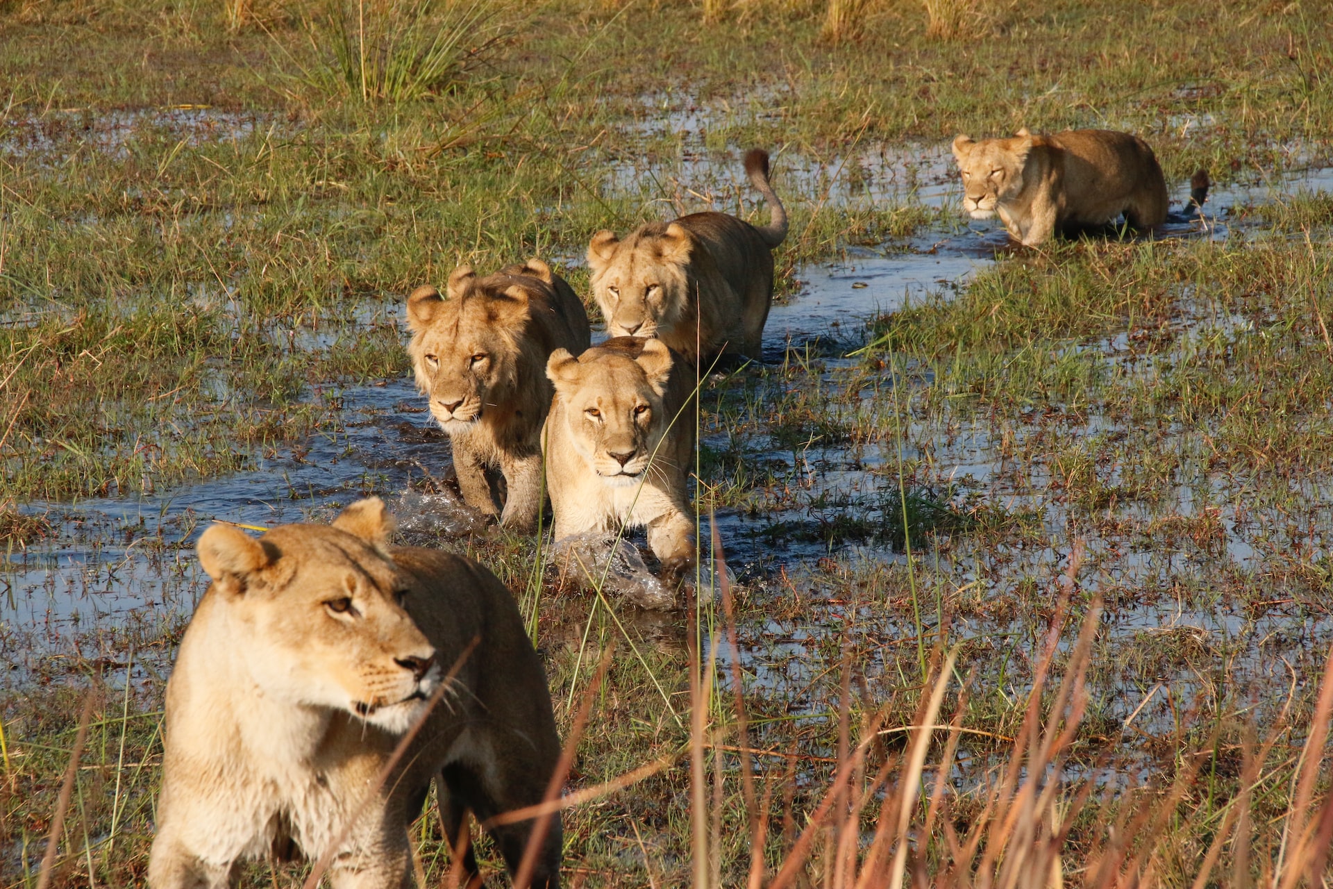 Okavango Delta, Botswana4