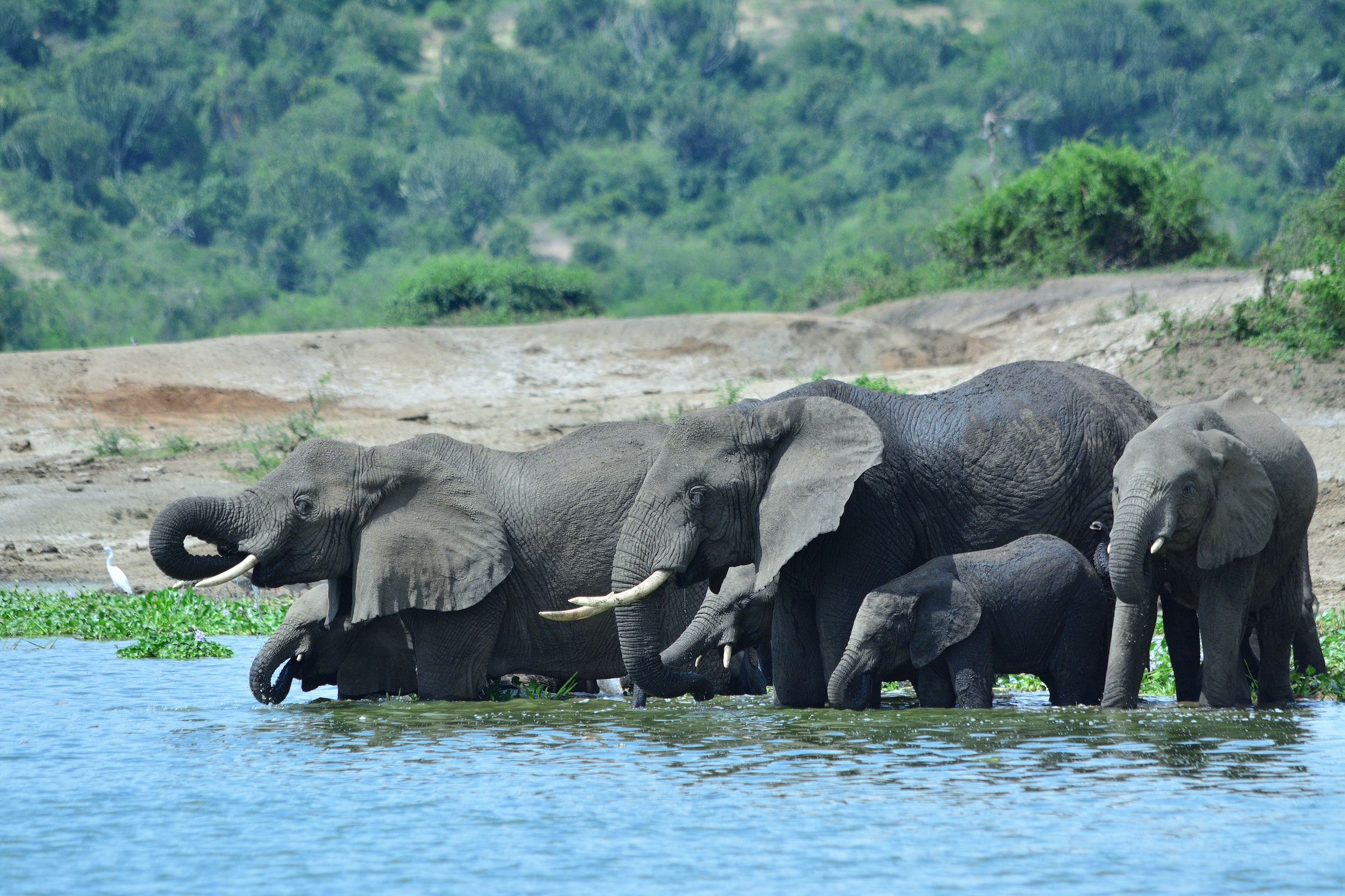 Queen Elizabeth National Park, Kasese, Uganda