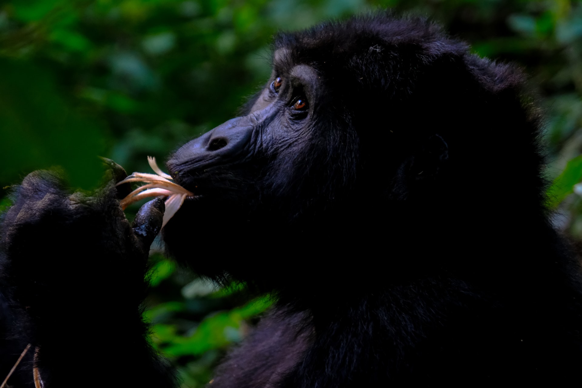 Rushaga Gorilla Camp, Uganda