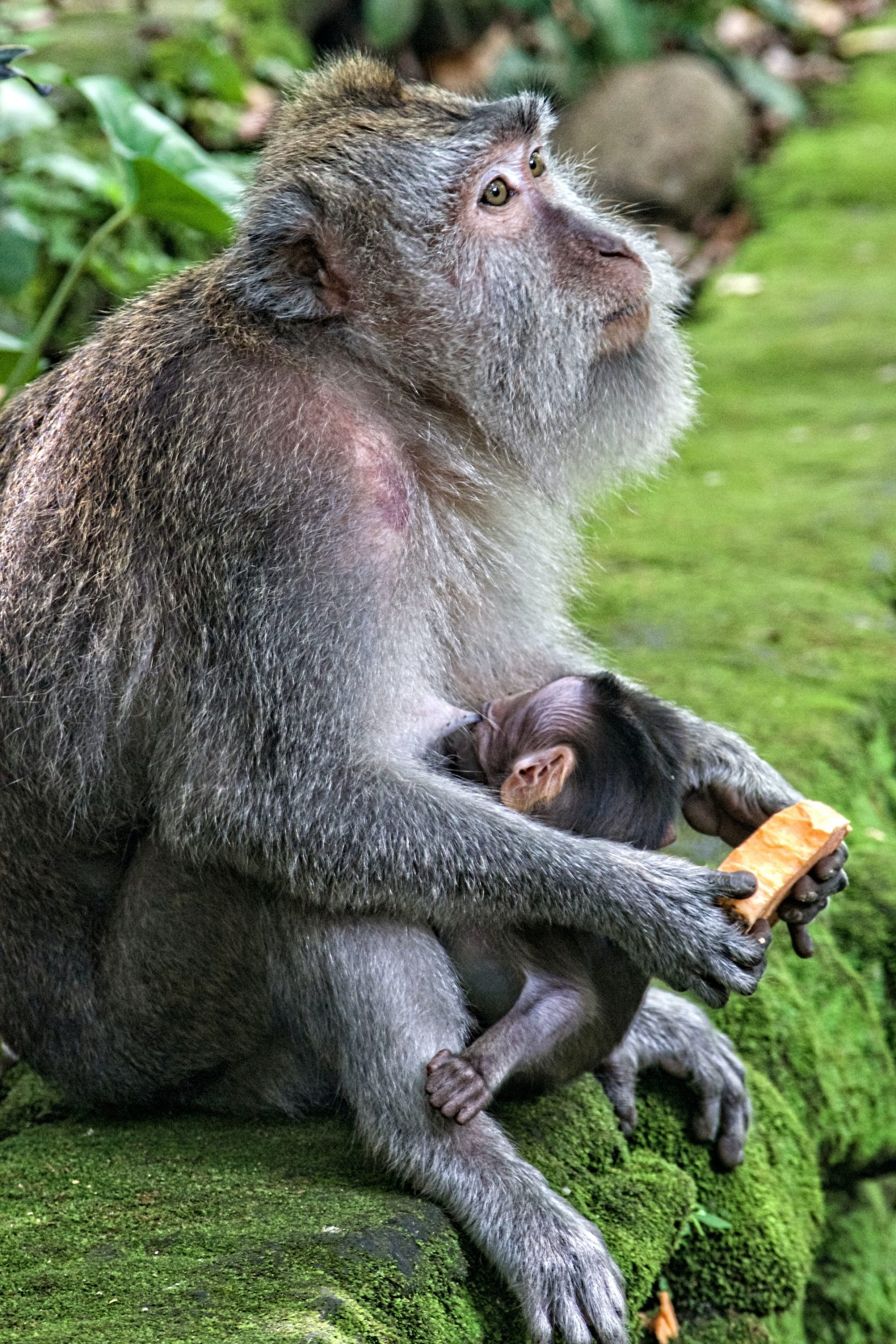 Sacred Monkey Forest Sanctuary