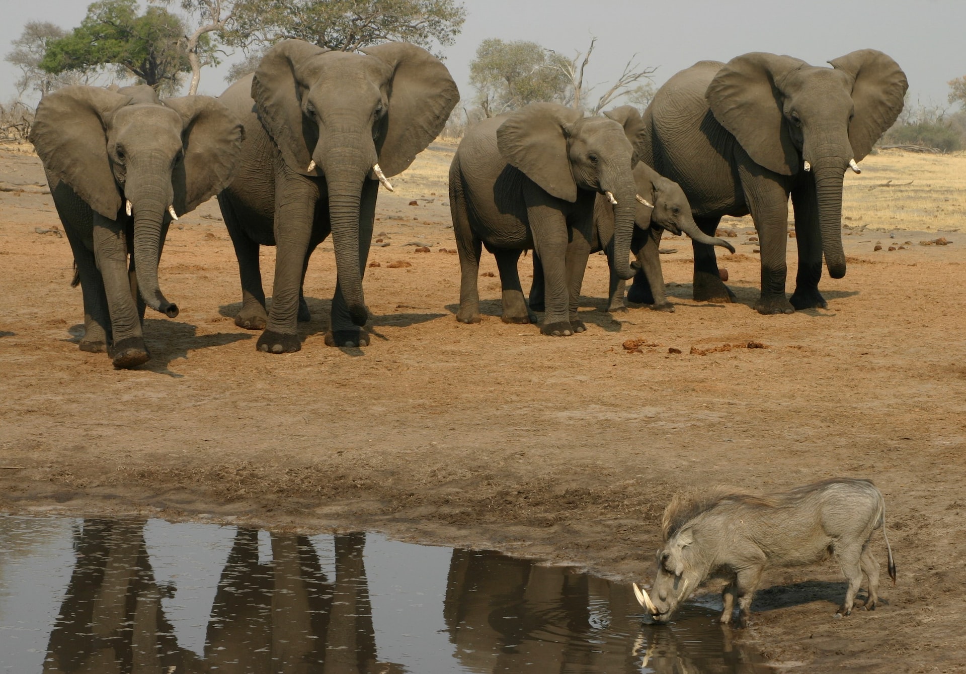 Savuti, Botswana